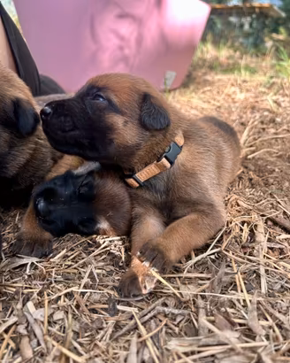 Cuccioli pastore belga malinois