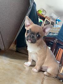 Cuccioli chihuahua