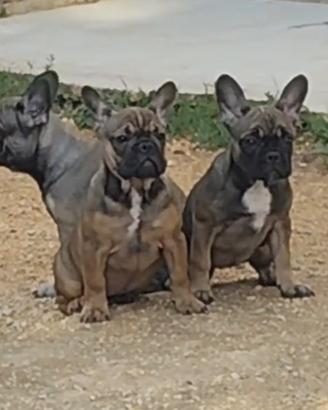 Bulldog francese