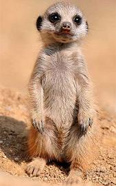Suricata baby
