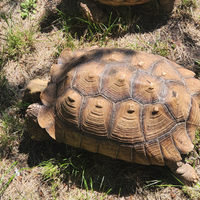 Testudo Sulcata