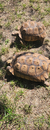 Testudo Sulcata