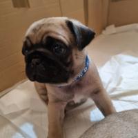 Cuccioli carlino fulvo