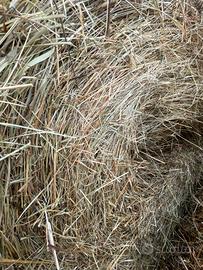 Fieno lettiera/pacciamatura