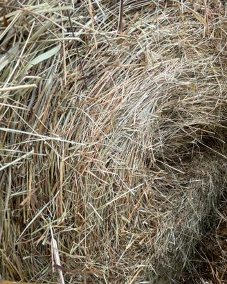 Fieno lettiera/pacciamatura