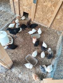 Galline ornamentali MOROSETA, CEMANI, PADOVANA