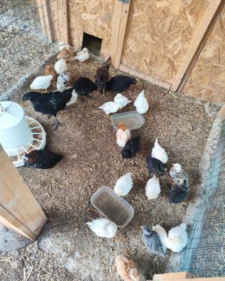 Galline ornamentali MOROSETA, CEMANI, PADOVANA