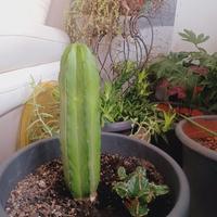 pianta  grassa cactus