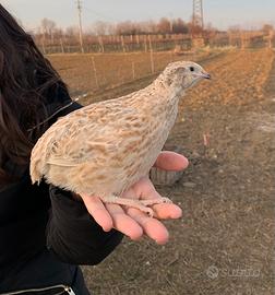 Quaglia jumbo e altro