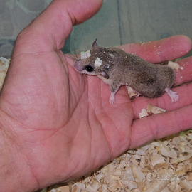 Miini ghiri coda bianca