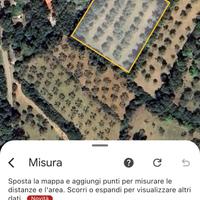 Terreno con uliveto a su piroi - Gergei