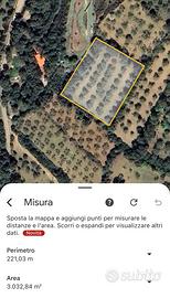 Terreno con uliveto a su piroi - Gergei