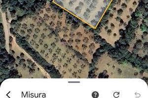 Terreno con uliveto a su piroi - Gergei