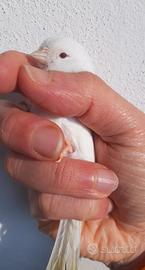 Canarina bianca recessiva a occhi rossi