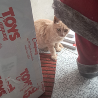 Coppia gatti dolcissimi