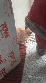 Coppia gatti dolcissimi