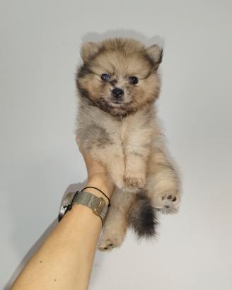 Pomerania spitz nano crema merle eterocromia