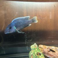 Melanochromis Chipokae