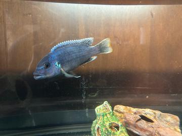 Melanochromis Chipokae