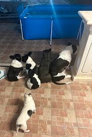 Pet sitter dog sitter