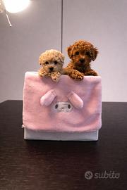 Barboncini mini toy red e albicocca disponibili