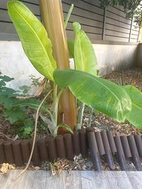 banani
