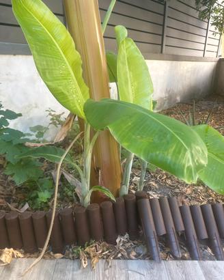 banani