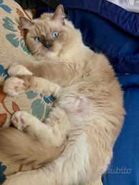 Disponibile Femmina Ragdoll per Monta con Maschio