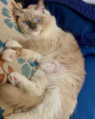 Disponibile Femmina Ragdoll per Monta con Maschio