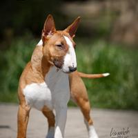 Bull terrier miniature