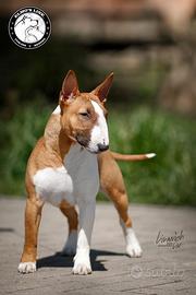 Bull terrier miniature