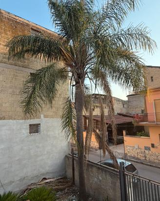 cocos plumosa