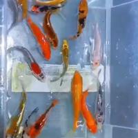 Carpe koi