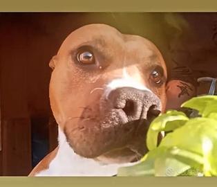 Femmina di Amstaf aspetta una nuova famiglia