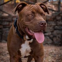 American pitbull red nose da monta