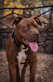 American pitbull red nose da monta