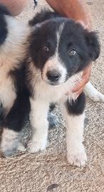 Ultimo cucciolo border collie