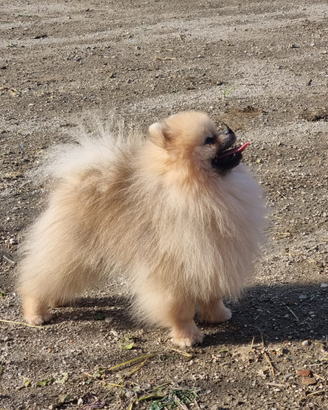 Spitz nano pomerania x monta