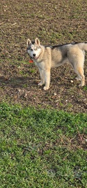 Cucciola Siberian Husky