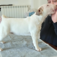 Cuccioli bull terrier