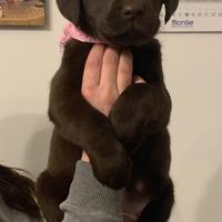 Labrador choco