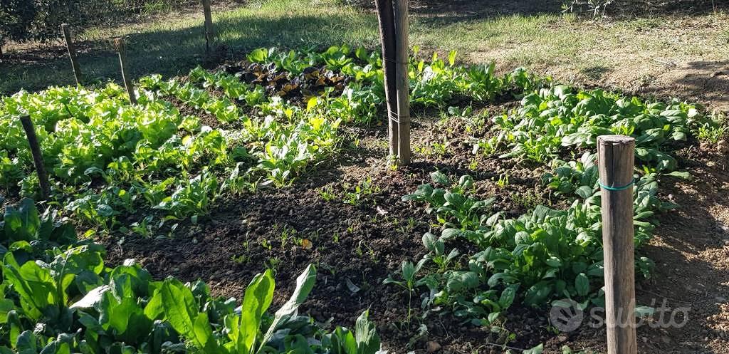 Terreno di 700 m² a Montespertoli - Vista 5