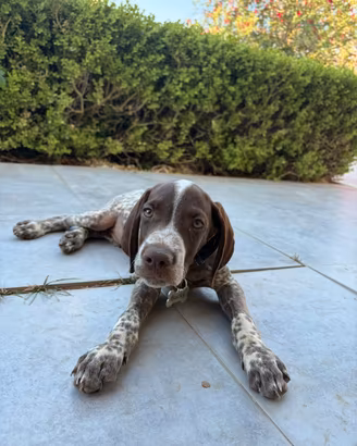 Bracco tedesco
