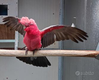 Pappagallo cacatua roseicapilla