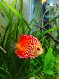 Discus Pigeon Blood Red