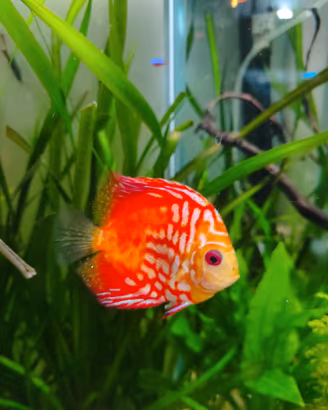 Discus Pigeon Blood Red