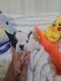 Bulldog francese bianca bringe