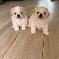 Cuccioli pechinese disponibili