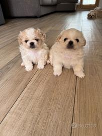 Cuccioli pechinese disponibili