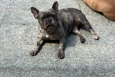 Cuccioli di bulldog francese